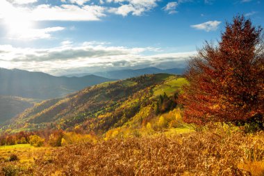Karpatlar, Ukrayna. Donmuş çimenler, güzel mavi bir gökyüzünün ve tüylü beyaz sislerin arkaplanına beyaz buzla kaplanmış.