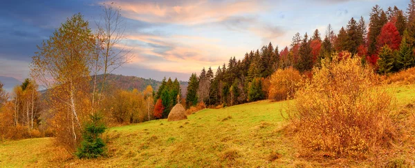 Karpatlar, Ukrayna. Sıcak bir yaz akşamında ağaçların serin gölgesinde çiçeklerle dolu harika bir orman..