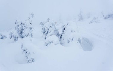 Kardan sonra karla kaplı köknar ormanı ve kış günü sisli gri gökyüzü. Karpat Dağları, Ukrayna