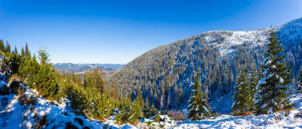 Ucrânia. Uma vista pitoresca das montanhas, coberta de floresta e coberta de neve. Paisagem com montanhas dos Cárpatos e neve branca. Belo panorama de inverno de montanhas e neve. — Fotografia de Stock