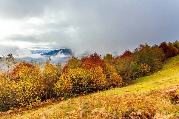 Ağaçların üzerinde sarı yapraklar ve uzaktaki yeşil köknar ağaçlarıyla güzel sonbahar orman manzarası, güzel fırtına bulutları.