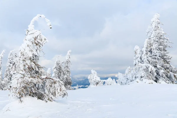 Carpathian mountains, Ukraine. Trees covered with hoarfrost and snow in winter mountains - Christmas snowy background — Stock Fotó