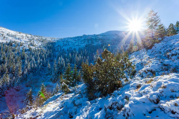Ουκρανία. Γραφική θέα στα βουνά, κατάφυτη από δάσος και καλυμμένη με χιόνι. Τοπίο με Καρπάθια βουνά και λευκό χιόνι. Όμορφο χειμερινό πανόραμα βουνών και χιονιού. — Φωτογραφία Αρχείου