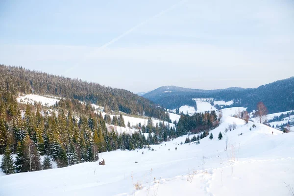 Kış Harikalar Diyarı arka plan. Soğuk güneşli bir günde dağ çam ormanı. Karlı ağaçlar ve mavi gökyüzü