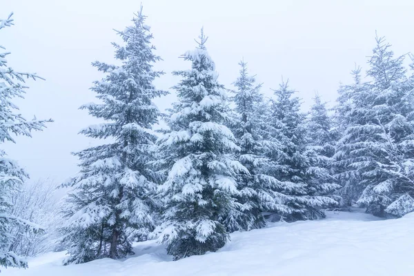 Karla kaplı ağaçlarla kaplı güzel bir kış manzarası. Kış dağları.