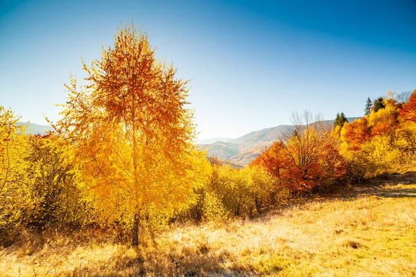 Sonbahar günü Ukrayna Karpatlar renkli ağaçlar, pus parlayan güneş ışınları muhteşem ışık efektleri ile nazik. Kayın huş blue Dağları arka plan üzerinde çok güzel