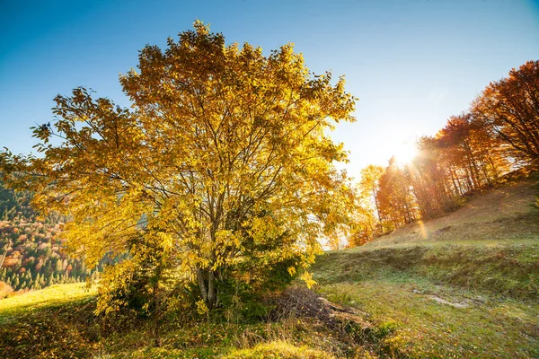 Panoramic view of Ukraine countryside, lonely windy tree, rolling hills and green fields at sunset. Carpathians, Synevyr pass. — Stok fotoğraf