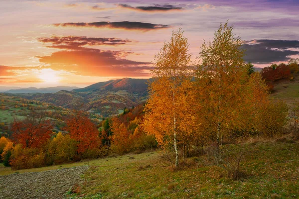Sonbahar günü Ukrayna Karpatlar renkli ağaçlar, pus parlayan güneş ışınları muhteşem ışık efektleri ile nazik. Kayın huş blue Dağları arka plan üzerinde çok güzel