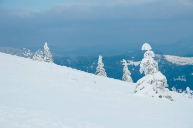 Karpat Dağları, Ukrayna. Güzel kış manzarası. Orman işçisi karla kaplı..