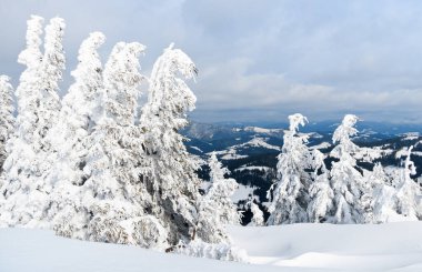 Karpat Dağları, Ukrayna. Kış dağlarında karla kaplı ağaçlar - Noel karlı zemin
