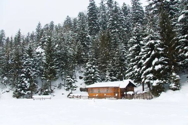 Carpathian mountains, Ukraine. house in coniferous wood — Foto de Stock