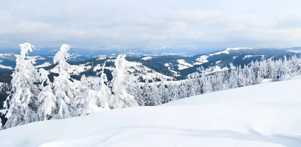 Montagnes des Carpates, Ukraine. Arbres couverts de givre et de neige dans les montagnes d'hiver - Noël fond neigeux — Photo