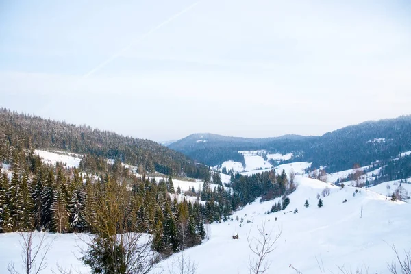 Kış Harikalar Diyarı arka plan. Soğuk güneşli bir günde dağ çam ormanı. Karlı ağaçlar ve mavi gökyüzü