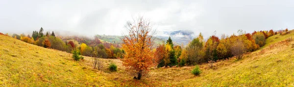 Ağaçların üzerinde sarı yapraklar ve uzaktaki yeşil köknar ağaçlarıyla güzel sonbahar orman manzarası, güzel fırtına bulutları. — Stok fotoğraf