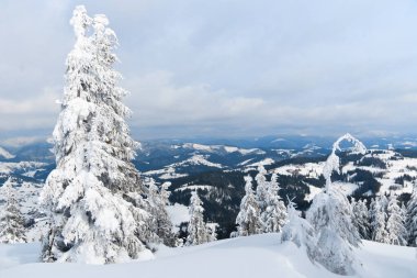 Karpat Dağları, Ukrayna. Kış dağlarında karla kaplı ağaçlar - Noel karlı zemin