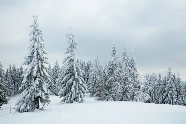 Carpathian mountains, Ukraine. Beautiful winter landscape. The forrest ist covered with snow. — Foto de Stock