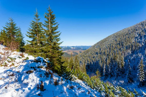 Ukraine. A picturesque view of the mountains, overgrown with forest and covered with snow. Landscape with Carpathian mountains and white snow. Beautiful winter panorama of mountains and snow. — Fotografia de Stock
