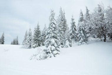 Karpat Dağları, Ukrayna. Güzel kış manzarası. Orman işçisi karla kaplı..