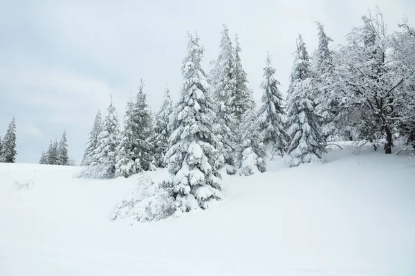Karpat Dağları, Ukrayna. Güzel kış manzarası. Orman işçisi karla kaplı..