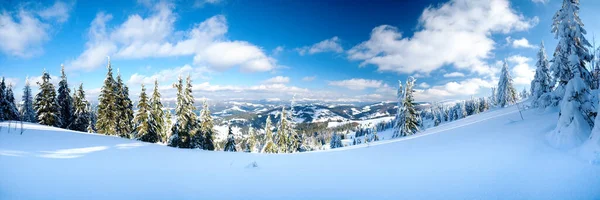 Carpathian mountains, Ukraine. Wonderful snow-covered firs against the backdrop of mountain peaks. Panoramic view of the picturesque snowy winter landscape. Gorgeous and quiet sunny day. — Fotografia de Stock