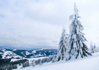 Karpat Dağları, Ukrayna. Kış dağlarında karla kaplı ağaçlar - Noel karlı zemin