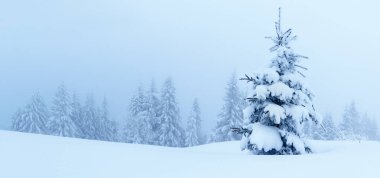 karlı köknar ağaçları ile kış manzarası