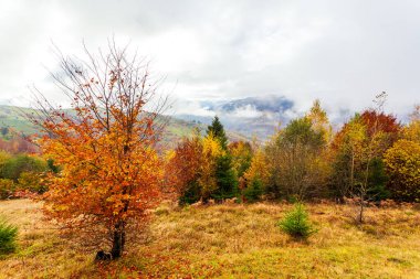 Ağaçların üzerinde sarı yapraklar ve uzaktaki yeşil köknar ağaçlarıyla güzel sonbahar orman manzarası, güzel fırtına bulutları.