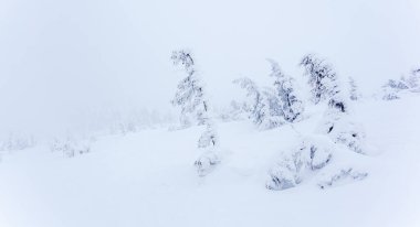 Kardan sonra karla kaplı köknar ormanı ve kış günü sisli gri gökyüzü. Karpat Dağları, Ukrayna