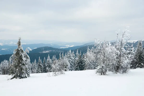 Montagnes des Carpates, Ukraine. Beau paysage hivernal. La forêt est couverte de neige. — Photo