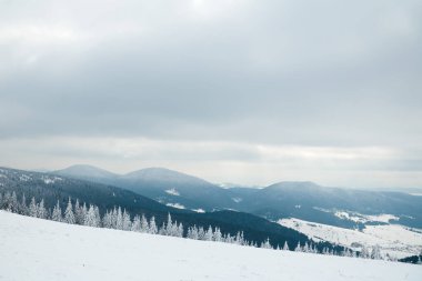 Karpat Dağları, Ukrayna. Güzel kış manzarası. Orman işçisi karla kaplı..