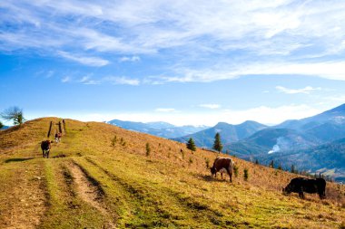 sonbahar dağlar yamaca ağaçta. puslu dağ sırtı bir mesafede, güzel aydınlık yatay