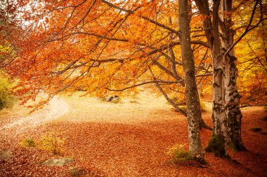 Ukrayna. Kurumuş kırmızı yaprakları, ormanı ve sarı ağaçları olan güzel güneşli sonbahar manzarası. Ağaç dallarının arasından geçen güzel renkli güneş ışınları. Shypit Ulusal Parkı Karpatları. Kuklalar.