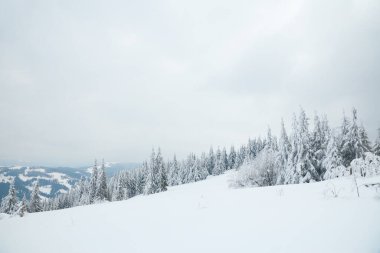Carpathian mountains, Ukraine. Beautiful winter landscape. The forrest ist covered with snow.