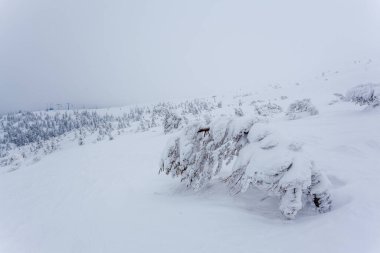 Kardan sonra karla kaplı köknar ormanı ve kış günü sisli gri gökyüzü. Karpat Dağları, Ukrayna