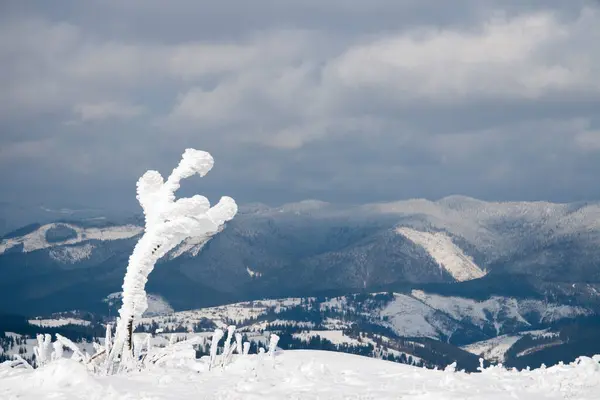 Montanhas Cárpatas, Ucrânia. Árvores cobertas com geada e neve em montanhas de inverno - Natal fundo nevado — Fotografia de Stock