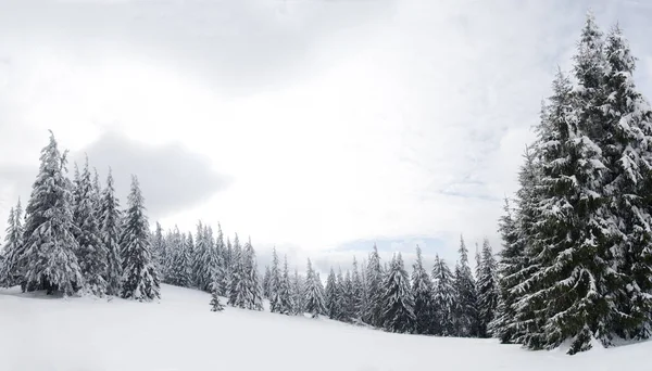 Carpathian mountains, Ukraine. Trees covered with hoarfrost and snow in winter mountains - Christmas snowy background — Fotografia de Stock