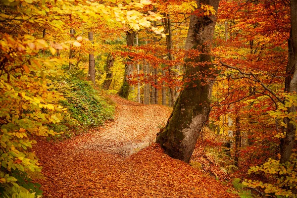 Sonbahar ormanlarında yol, ağaçların arasından parlayan güneş. Sonbahar yaprakları.