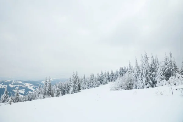 Carpathian mountains, Ukraine. Beautiful winter landscape. The forrest ist covered with snow. — Photo