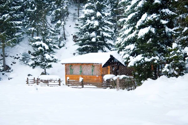 Carpathian mountains, Ukraine. house in coniferous wood — Stock Photo, Image