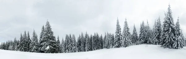 Carpathian mountains, Ukraine. Trees covered with hoarfrost and snow in winter mountains - Christmas snowy background — ストック写真