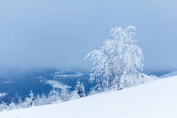 雪の fir 木と冬の風景 — ストック写真