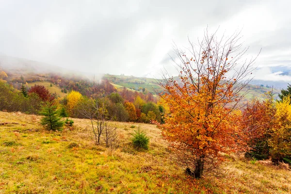 Ağaçların üzerinde sarı yapraklar ve uzaktaki yeşil köknar ağaçlarıyla güzel sonbahar orman manzarası, güzel fırtına bulutları.