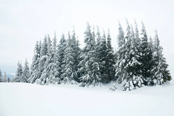 Karpat Dağları, Ukrayna. Güzel kış manzarası. Orman işçisi karla kaplı..