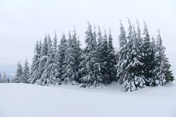 Karpat Dağları, Ukrayna. Kış dağlarında karla kaplı ağaçlar - Noel karlı zemin