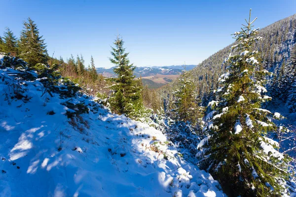 Ukraine. A picturesque view of the mountains, overgrown with forest and covered with snow. Landscape with Carpathian mountains and white snow. Beautiful winter panorama of mountains and snow. — Fotografia de Stock