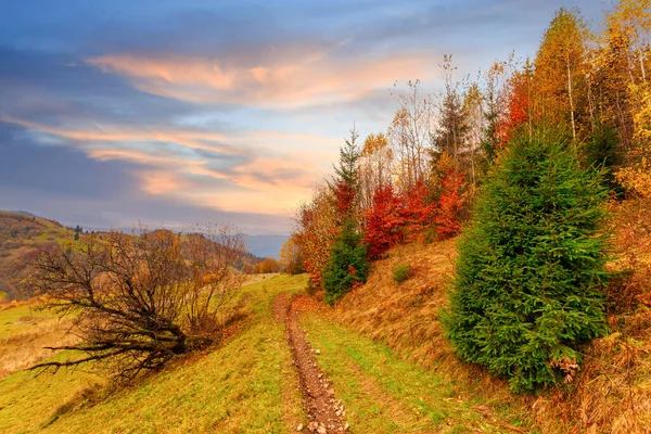 Karpatlar, Ukrayna. Sıcak bir yaz akşamında ağaçların serin gölgesinde çiçeklerle dolu harika bir orman..