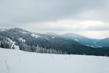 Carpathian mountains, Ukraine. Beautiful winter landscape. The forrest ist covered with snow.