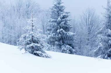karlı köknar ağaçları ile kış manzarası