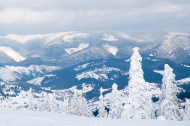 Karpat Dağları, Ukrayna. Kış dağlarında karla kaplı ağaçlar - Noel karlı zemin