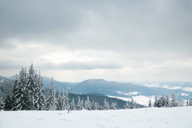 Karpat Dağları, Ukrayna. Güzel kış manzarası. Orman işçisi karla kaplı..